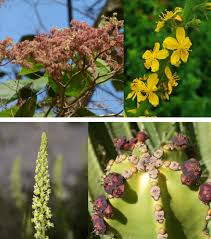 Image result for Struthiola montana