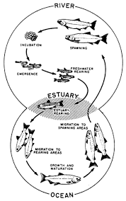 Salmon Life Cycle