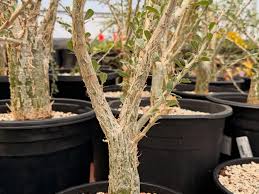 Image result for Sesamothamnus lugardii
