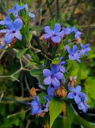 Image result for Eranthemum pulchellum