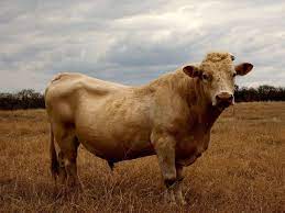 What To Know About Bull Breeding And The BSE - VMBS News