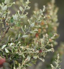 Image result for Diclis reptans