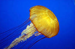 Phylum Cnidaria The Circulatory System