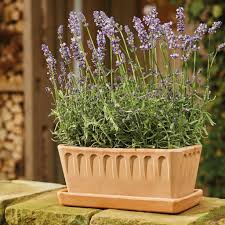 How to grow and care for astilbe plants. Bee Friendly Plants Soendgen Keramik