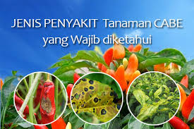 Penyakit kuning pada cabe rawit. Jenis Jenis Penyakit Tanaman Cabe Yang Wajib Anda Ketahui