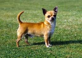 9 extreme pets the smallest biggest and fastest dog and cat breeds chihuahua dogs dog breeds extreme pets