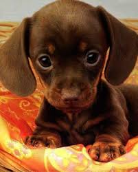 Ah Puppies For Sale In Nc Craigslist Repin Cute Animals Cute Little Puppies Cute Baby Animals