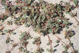 Image result for Gisekiaceae