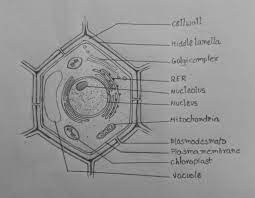 Unlike the animal cell lacking the cell wall, plant cells have a cell wall. Drawing Of Animal Cell Brainly In