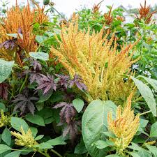 Image result for Amaranthus