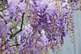 13 Common Flowers That Are Poisonous You Never Knew Flowering Vines Smelling Flowers Wisteria Plant