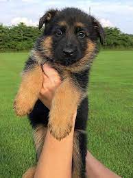 Border collie puppies (laporte, indiana) pic hide this posting restore restore this posting. German Shepherd Puppies For Sale Indianapolis Petsidi