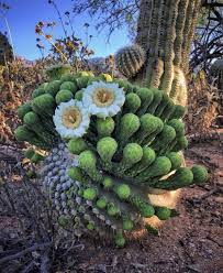 The first thing to consider is which rim you would like to see. Springtime Magic Types Of Succulents Cacti And Succulents Succulent Gardening