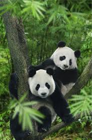 Panda jia jia did not show.#riversafari, #kaikai, #jiajia, #singapore, #singaporezoo, #singaporer. Singapore S River Safari To Open With Pandas Flooded Forest More Her World Singapore