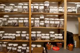 Cannabis seed banks store the seeds of a variety of marijuana strains for purchase. Seed Bank