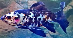 Other than its telescoping eyes and slightly smaller size, a basic telescope goldfish is very similar to the fantail goldfish. The Telescope Eyed Fancy Goldfish Fancy Goldfish Goldfish Care Goldfish Info