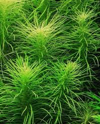 Image result for Pogostemon aquaticus