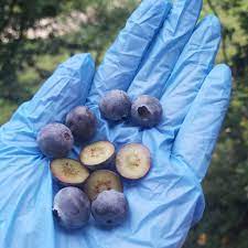Yaban mersini, blueberry, mavi yemiş ya da ayı üzümü isimleriyle de bilinen bir meyve türüdür. Yaban Mersini Dondurulmus 1kg Blueberry Uygun Fiyat Satin Al Organik Orman