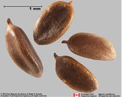 Image result for Cyperus nduru