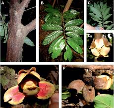 Image result for Uvariodendron