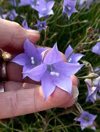 The website also provides access to a database and images of plants photos and herbarium specimens found at participating herbaria. Wahlenbergia Species Blue Cloud Buy Online At Annie S Annuals
