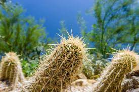 The thorns also have a similar function. 10 Coolest Cacti On Earth