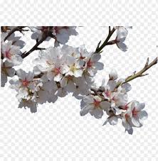 A spring frost can damage the flowers. Flowers Almond Tree Flowering Spring Flowers Transparent Png Image With Transparent Background Toppng