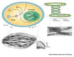 Maybe you would like to learn more about one of these? Photosynthesis Chloroplast Learn Science At Scitable