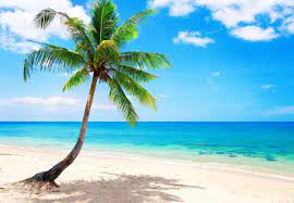 Palm Tree Beach Wallpapers Wallpaper Beach Wallpaper Beautiful Beaches Palm Trees Beach