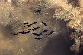 Baby Catfish What You Need To Know Hookedoncatfish