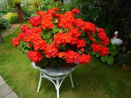 Image result for foto muškáty