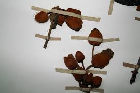 Image result for Pseudocalyx saccatus