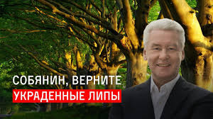 Собянин назвал астрономическим число привитых москвичей за сутки. Sobyanin Vernite Ukradennye Lipy