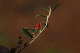 Image result for Indigofera ramosa
