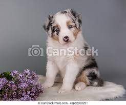 She is a red tri and akc registered. Red Merle Australian Shepherd Puppy Lilac Flowers Red Merle Australian Shepherd Puppy Dog Portrait With Copper Points Six Canstock