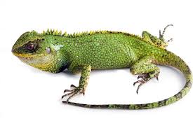 Image result for Atractus cerberus