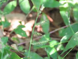 Image result for Elytrophorus spicatus