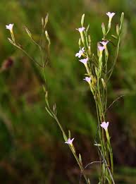 Image result for Mostuea brunonis