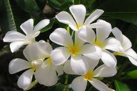 Maybe you would like to learn more about one of these? Keep A Jasmine Plant In Your Room It S Good For You Here S Why Manchester Evening News
