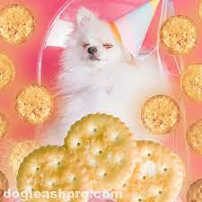 Can Dogs Eat Ritz Crackers Dog Leash Pro