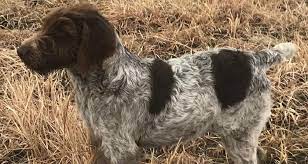 That is, if they have any german shorthaired pointer poodle mix puppies for sale. Gsp Poodle