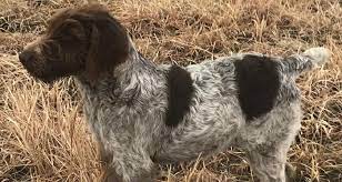 What are some good names for a german shorthaired pointer? Gsp Poodle