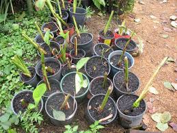 Upload, livestream, and create your own videos, all in hd. Frugal Gardening How To Get Plants For Free The Micro Gardener