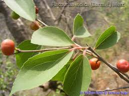 Image result for Flacourtia indica