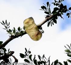 Image result for Acacia mellifera