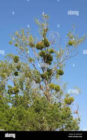 Image result for Viscaceae