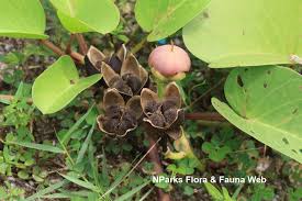 Image result for Ipomoea pes-caprae