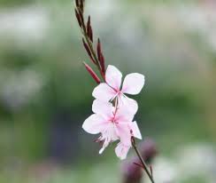 Check spelling or type a new query. Gaura And Friends Eugene Weekly