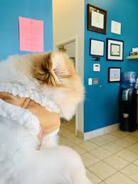 Union city pet hospital, located in union city, pa, is a medical facility for animals that offers comprehensive animal medical care services for pets including dogs, cats, and other household pets. Uni Pet Clinic Union City 185 Photos 411 Reviews Veterinarians 32280 Alvarado Blvd Union City Ca Phone Number