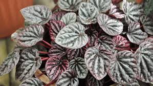 Ill discuss how to identify and fix diseases and pests later in this article. Peperomia Caperata Care Info Houseplant Central